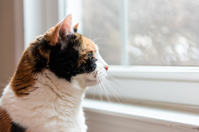 Key Benefits of Investing in New Home Windows