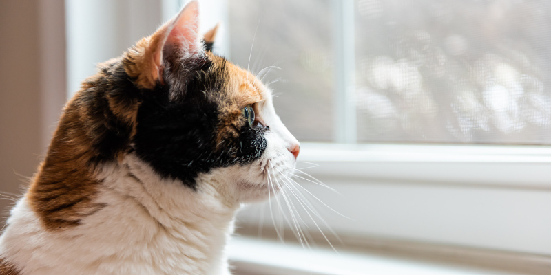 Key Benefits of Investing in New Home Windows